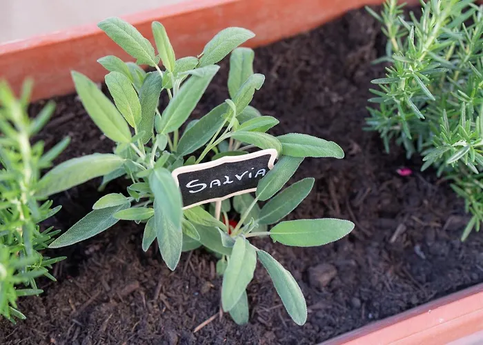 Apartment Viva Sorrento