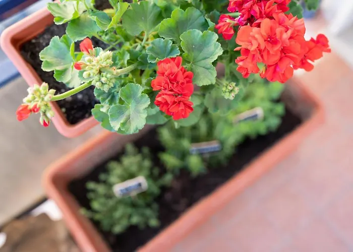 Viva Apartment Sorrento