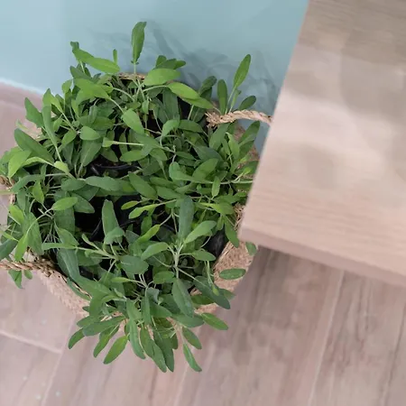 Viva Апартаменти Сорренто