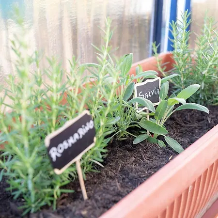 Viva Appartamento Sorrento