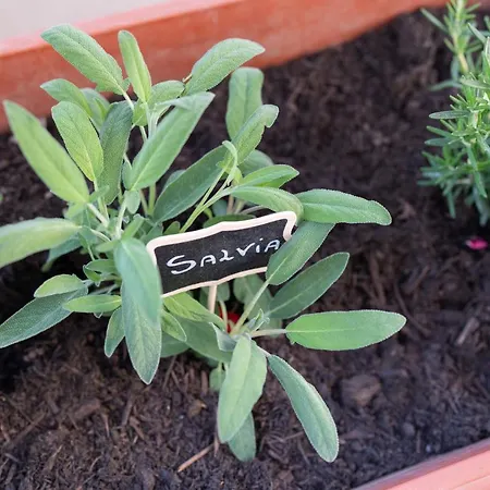 Appartamento Viva Sorrento