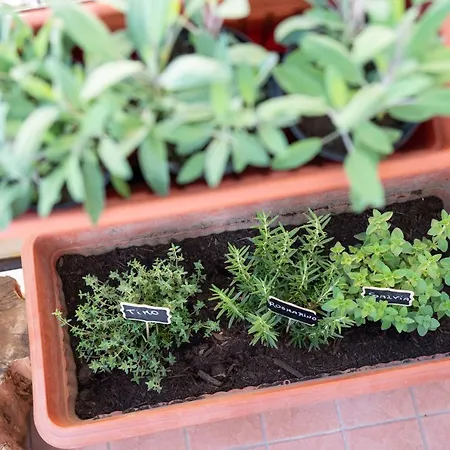 Viva 아파트 소렌토