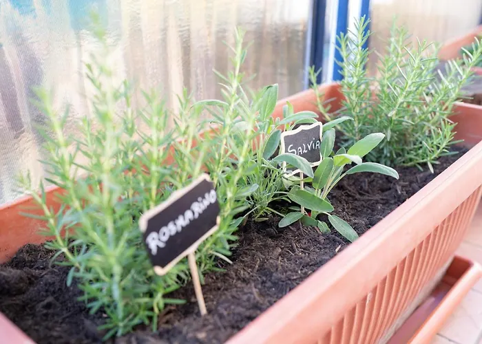 Viva Appartement Sorrento