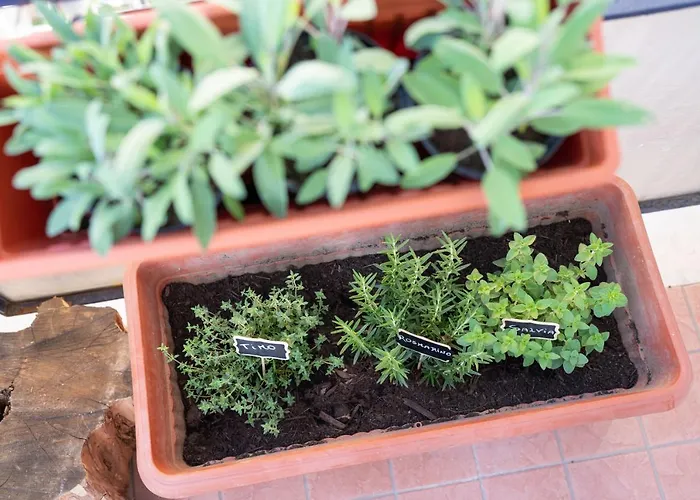 Viva شقة سورينتو