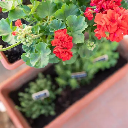 Viva Apartment Sorrent