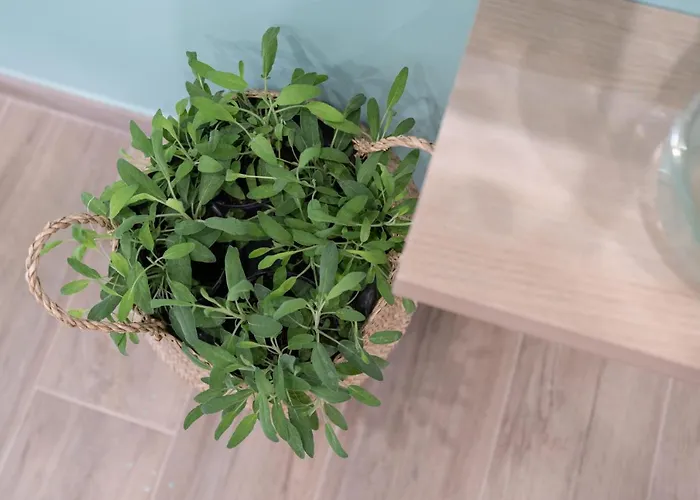 Viva Lejlighed Sorrento